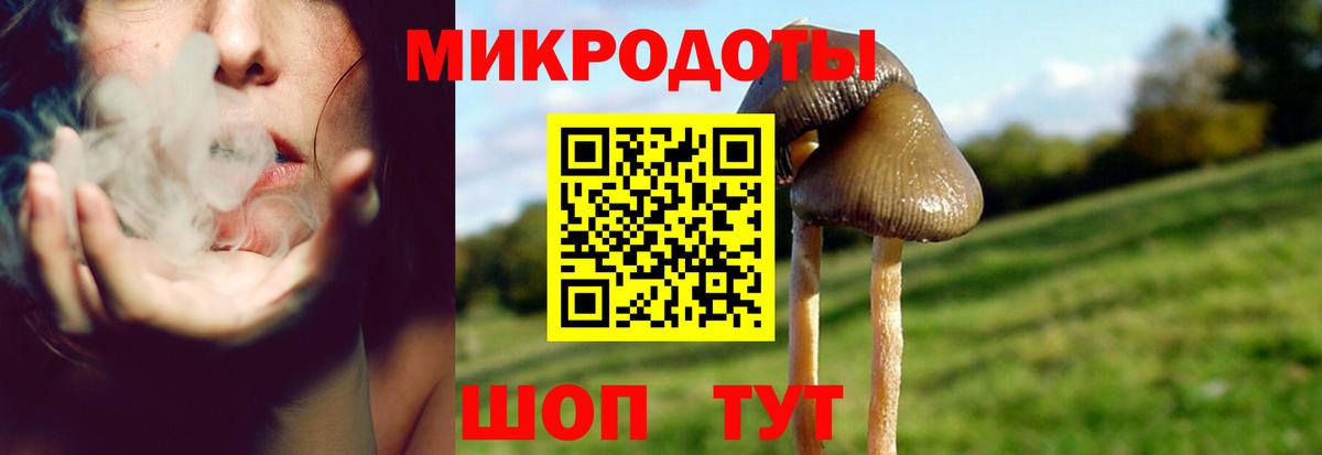 Псилоцибиновые грибы Psilocybine cubensis Кыштым
